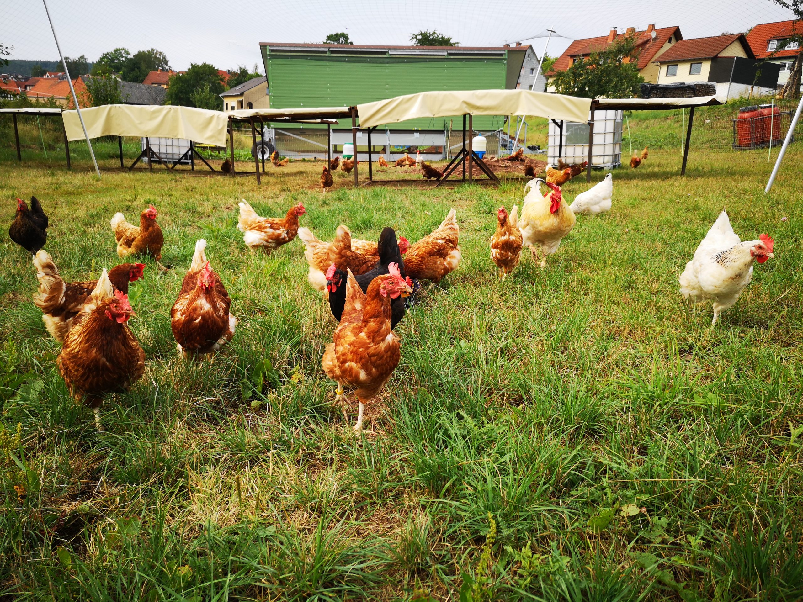 IMG_20200814_171707_1