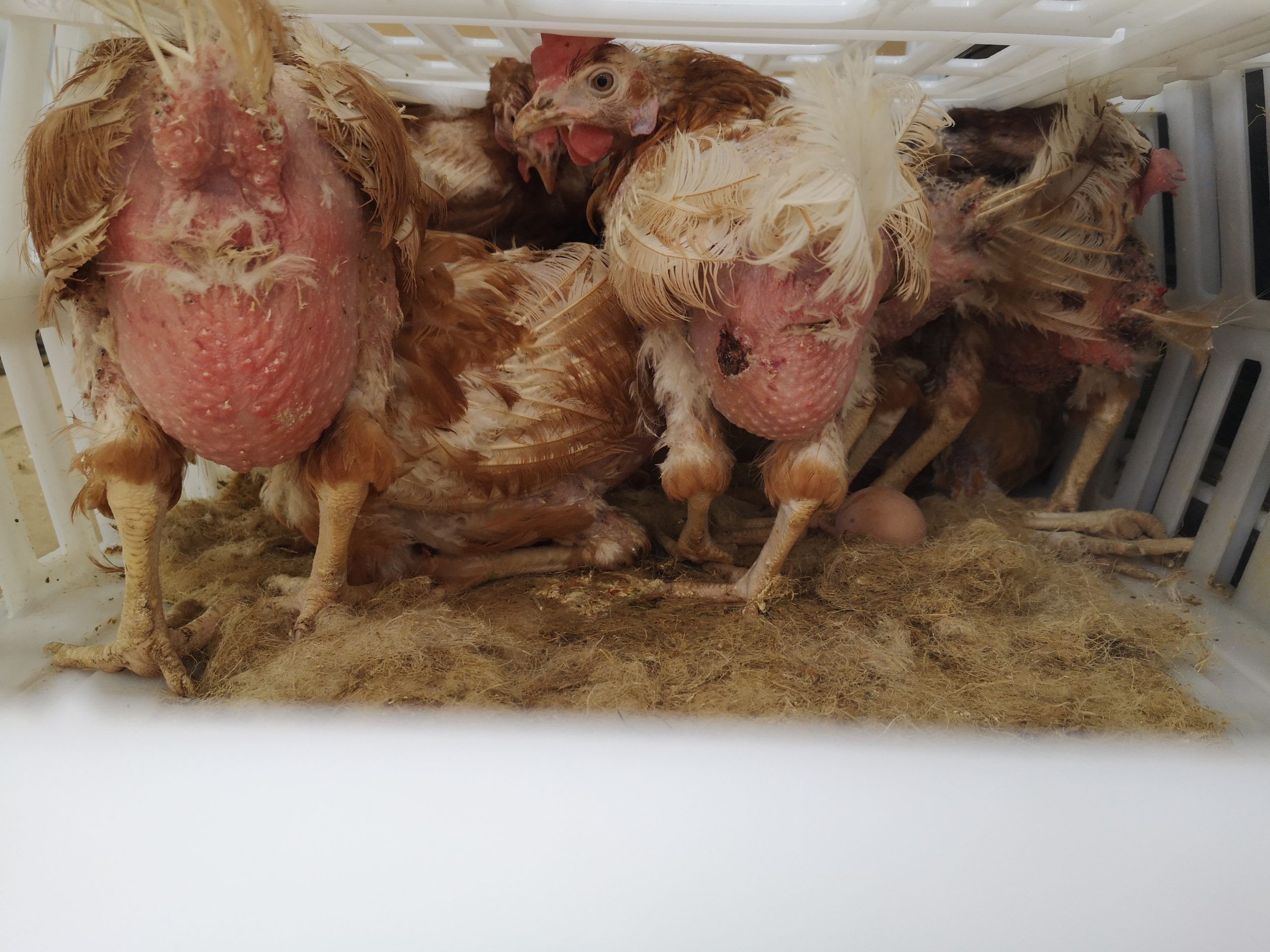 IMG_20200906_143255_1