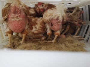 IMG_20200906_143255_1