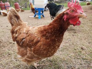 IMG_20210506_154259_1