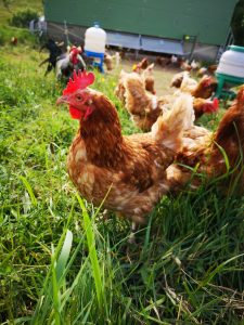 IMG_20210623_175507_1