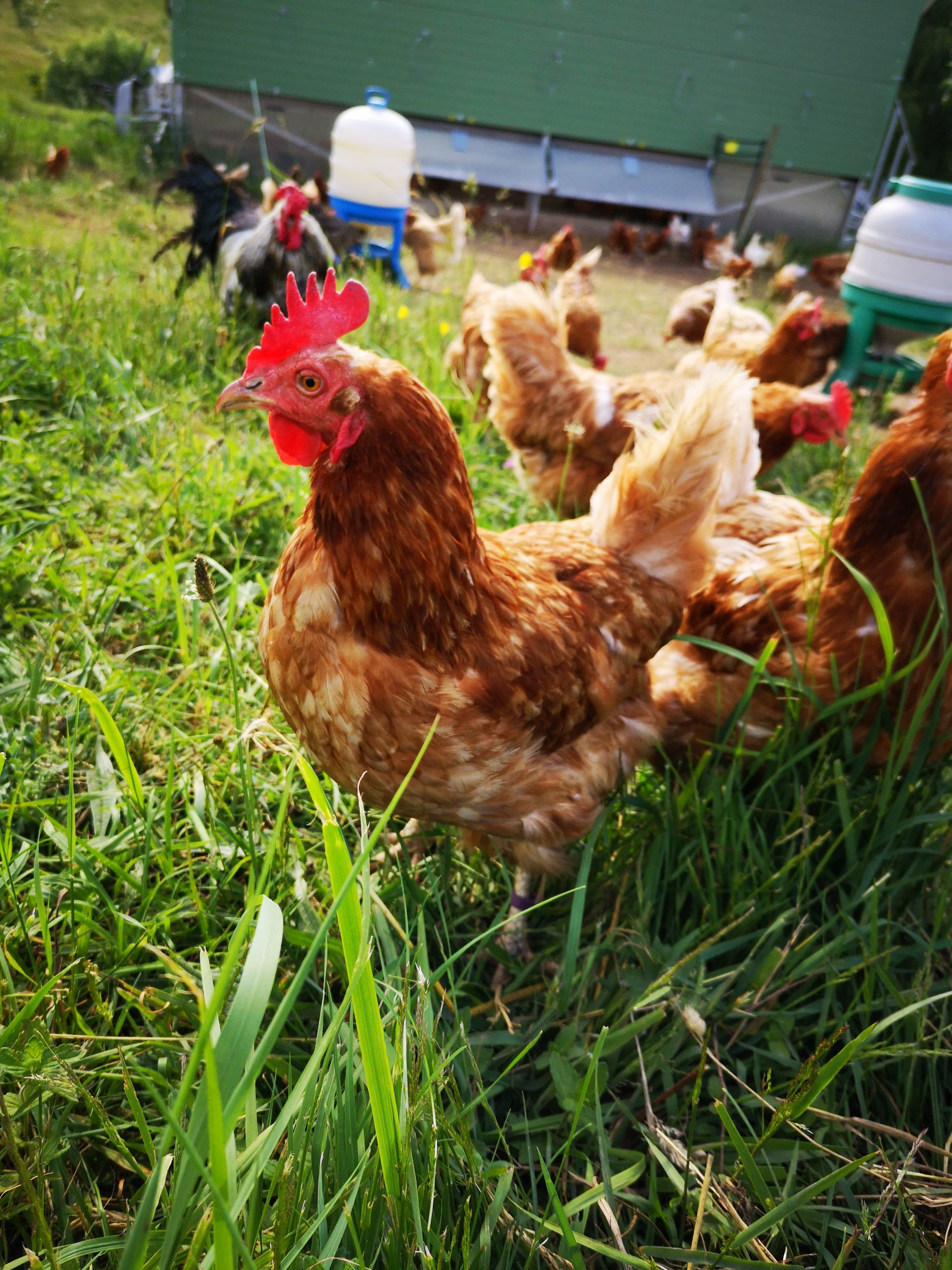 IMG_20210623_175507_1