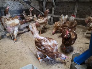 IMG_20210717_202537_1