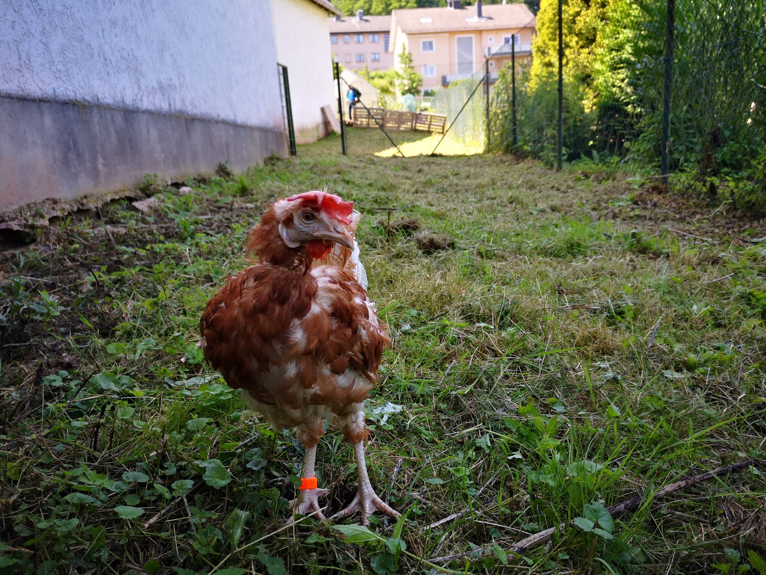 IMG_20210718_115349_1