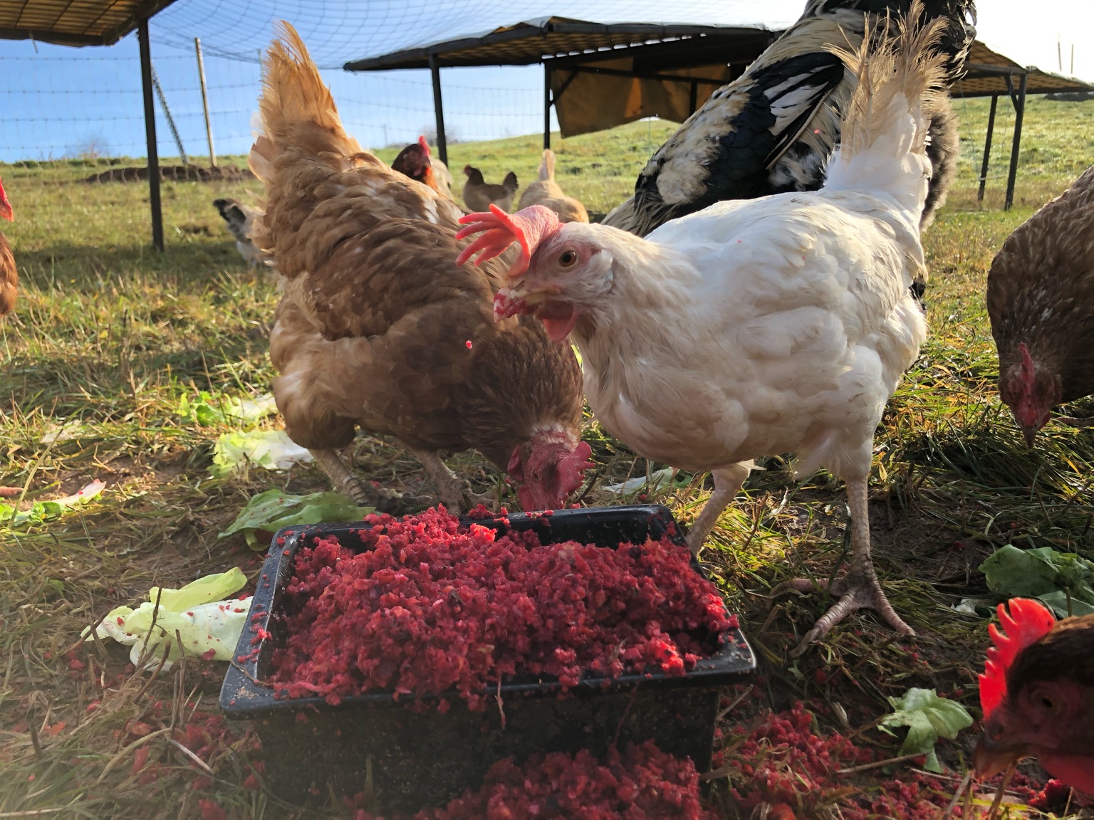 signal-2020-01-27-153822-1